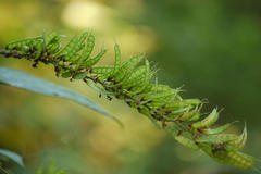 Desmodium triquetrum